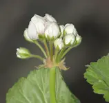 Rosengeranie_smaller.webp