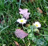 Gänseblümchen.webp