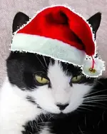meine Stupsi.webp