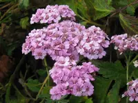 IMG_7509_1024x768.webp