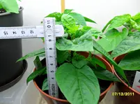 Habanero_Christina-white Bullet.webp