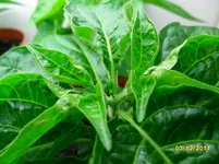 Limon_.webp
