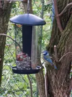 Blaumeise019.webp