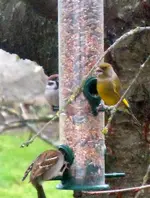 SpatzenGrünfink026.webp