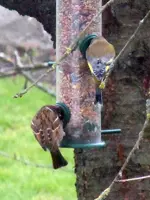 SpatzenGrünfink028.webp