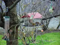 Spatzen017.webp