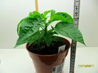 Limon01_11-12-2011.webp