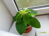 Hab_Gelb_Rewe.webp