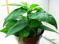 Habanero Cristina__11_12_2011.webp