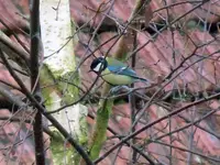 DSCN2986.webp