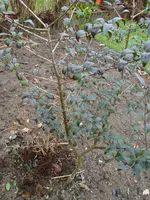 DSC00622.webp