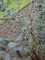 DSC00623.webp