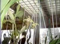 005.webp