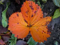Erdbeerblätter091.webp