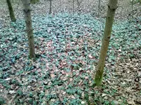 Foto0032.webp
