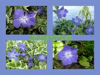 Copy of Immergruen.webp