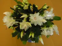 DSCN1250.webp