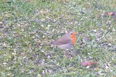2011_1213Herbst0016.webp