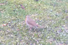 2011_1213Herbst0017.webp