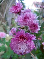 032.webp