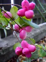 024.webp