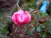 038.webp
