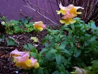 097.webp