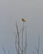 DSC_5043 unbekannter Vogel.webp