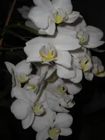 CIMG5818.webp