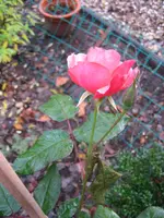 IMG_5822.webp