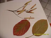 SAM_1129.webp