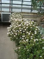 DSC00131.webp