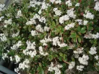 DSC00130.webp