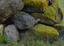 Kleiber im Versteck.webp