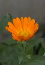 MW185053.webp
