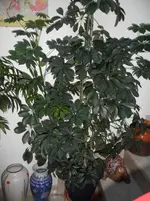 SAM_0583.webp