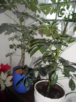 SAM_0584.webp