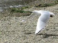 Copy (2) of IMG_8533 v.webp