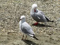 Copy of IMG_8536 v.webp