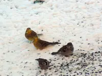 DSCN3583.webp