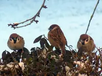 DSCN3670.webp