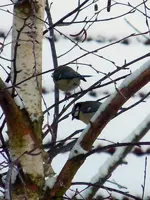 DSCN3604.webp