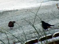 DSCN3662.webp