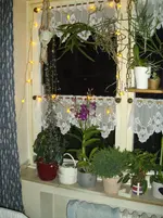 IMGP4794.webp