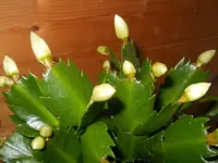 DSCN1166.webp