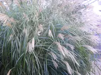 DSCN1022.webp