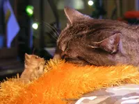 _Schlaaaf Kaetzchen Schlaaf.webp