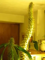 DSCN1281.webp