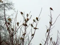22-12-11-Vögel-16.webp