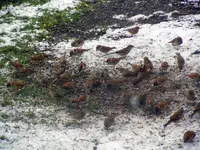 22-12-11-Vögel-15.webp